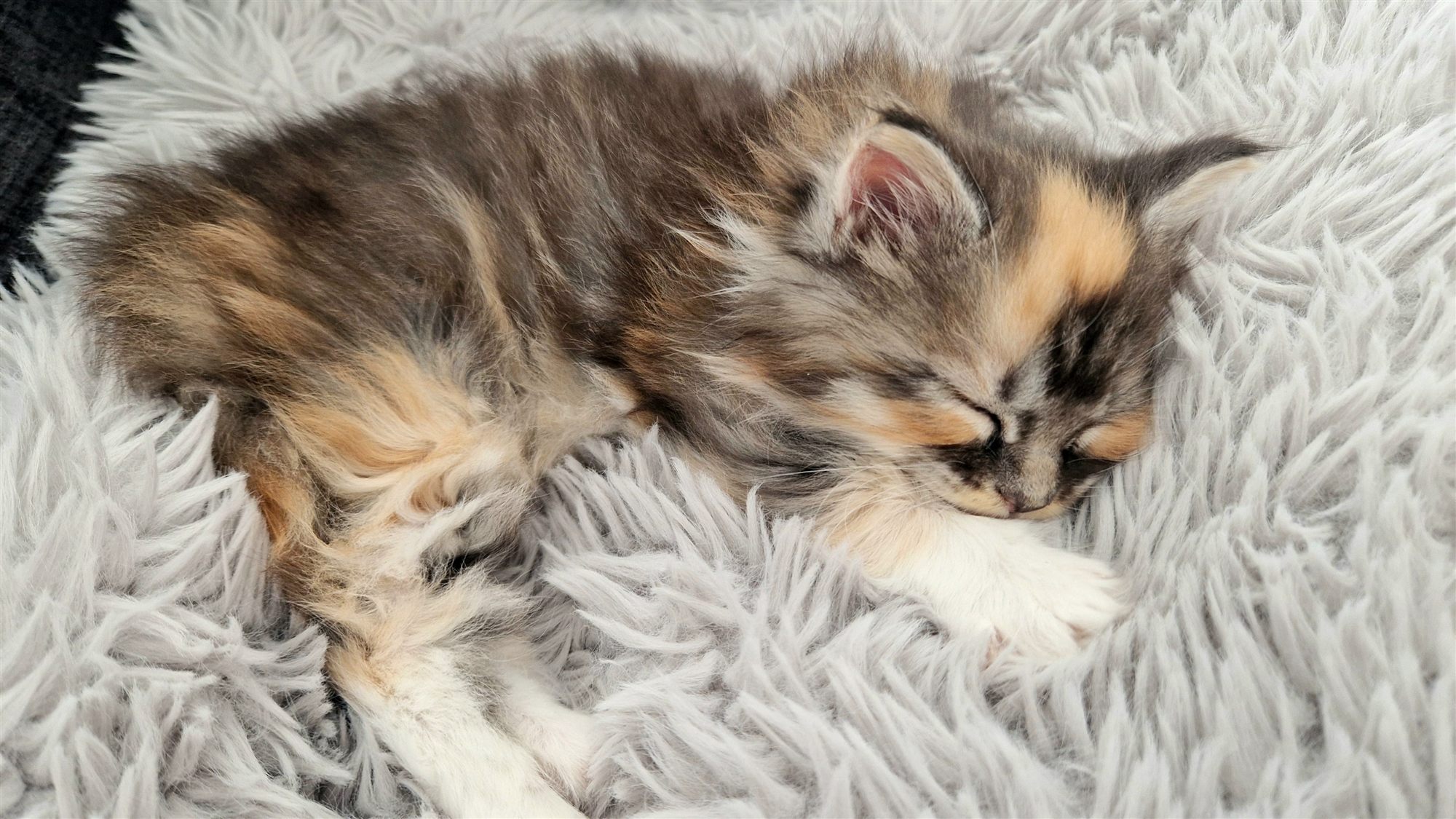 Chaton Maine Coon de la portée 2024 Maine Queen