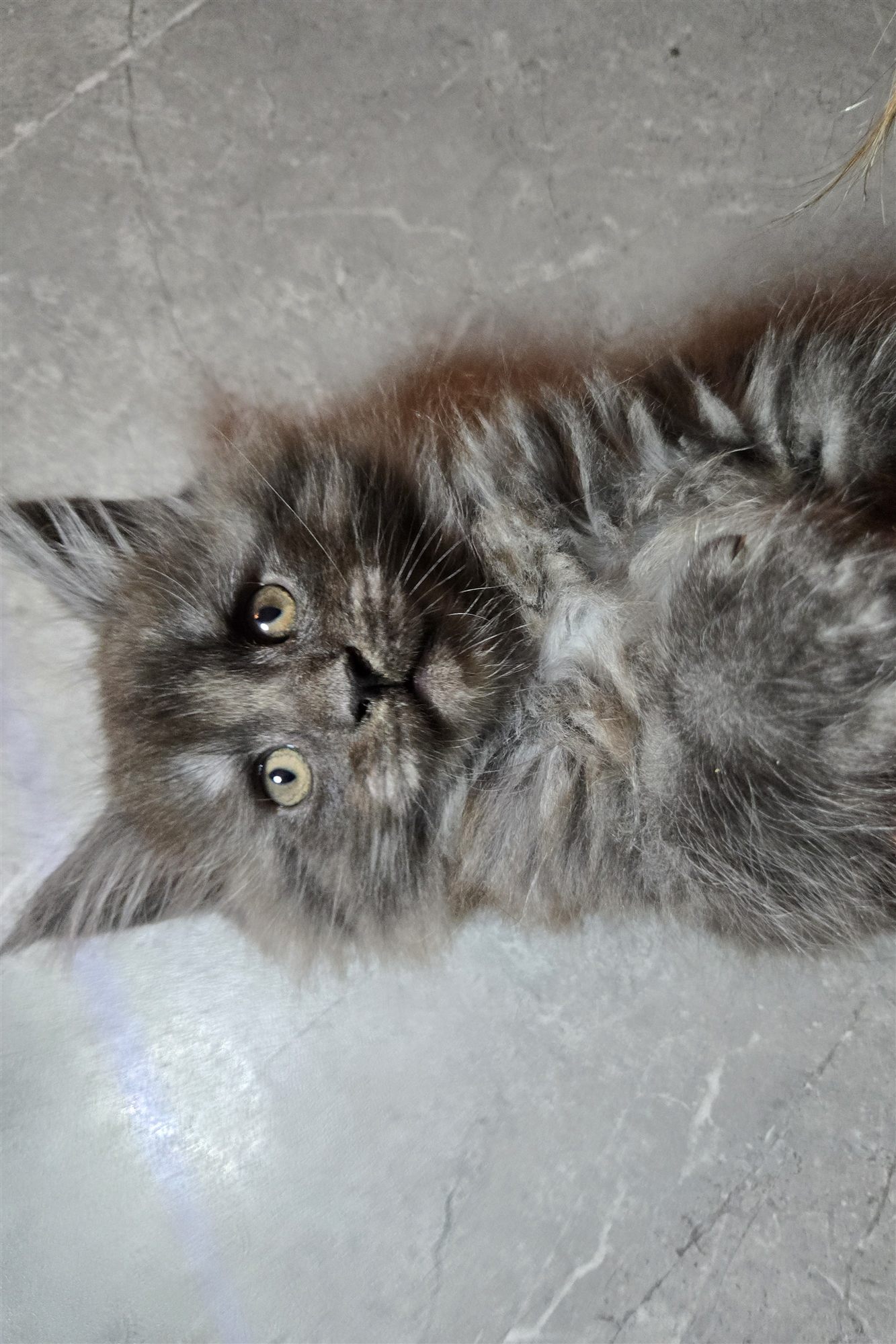 Chaton Maine Coon de la portée 2025 Maine Queen