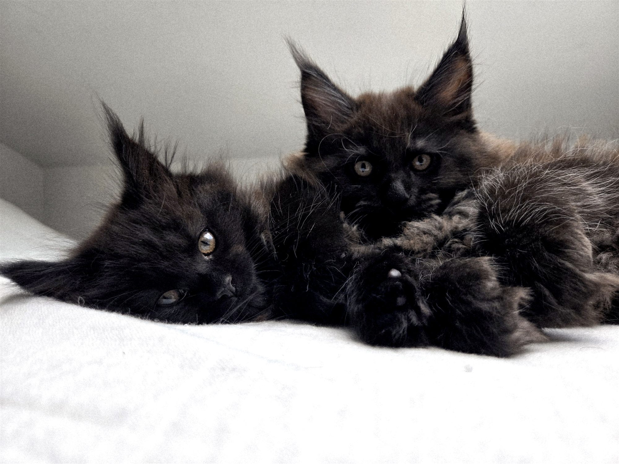 Chaton Maine Coon de la portée 2025 Maine Queen