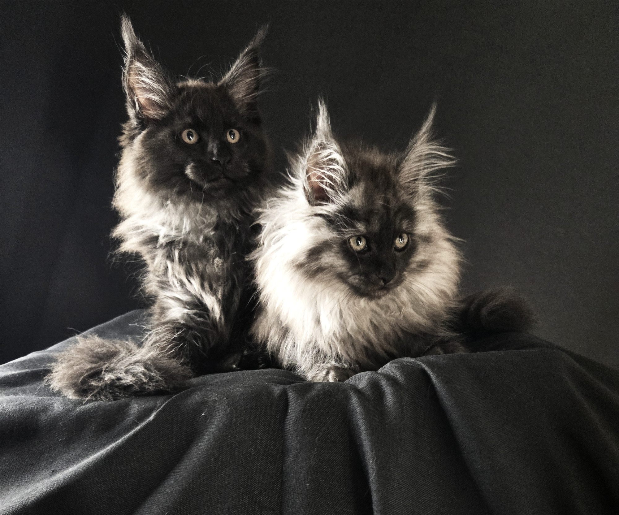 Maine Coon Maine Queen — lignées d'exception