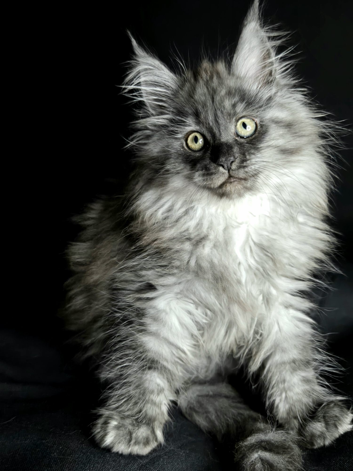 Chaton Maine Coon Silver disponible à l'adoption, élevage Maine Queen