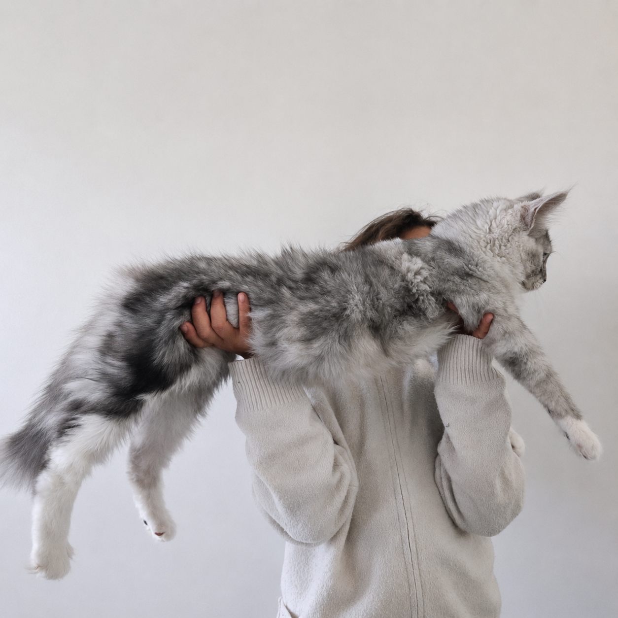 Aslan, mâle reproducteur Maine Coon, élevage Maine Queen
