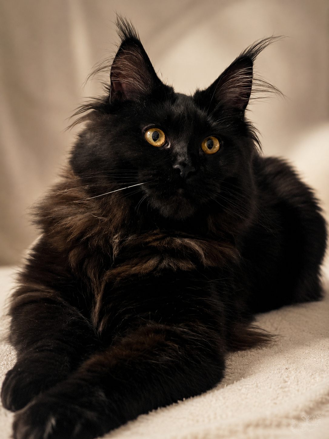 Azura, femelle reproductrice Maine Coon, élevage Maine Queen